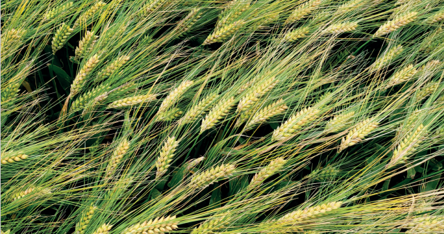 INTEGRAL barley