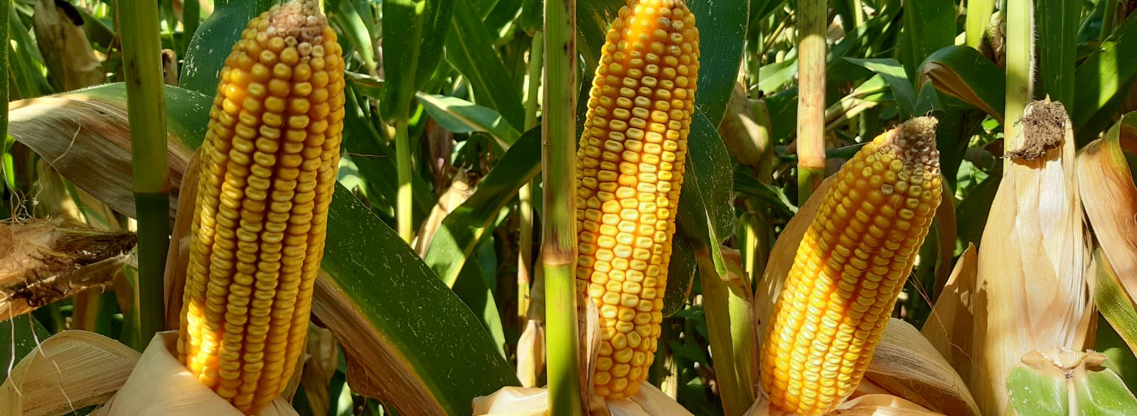 ES Faraday-maize hybrid