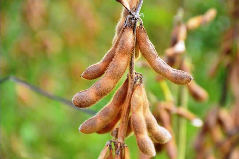 ES SENATOR- soybean