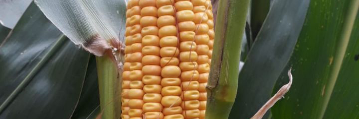 ES Inventive-maize hybrid