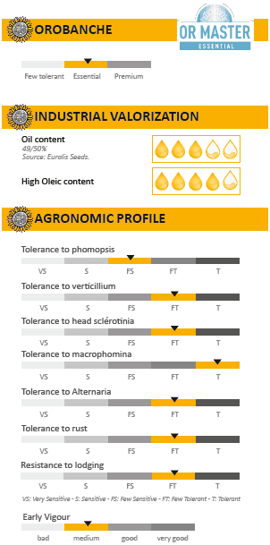 ES AROMATIC SU - sunflower