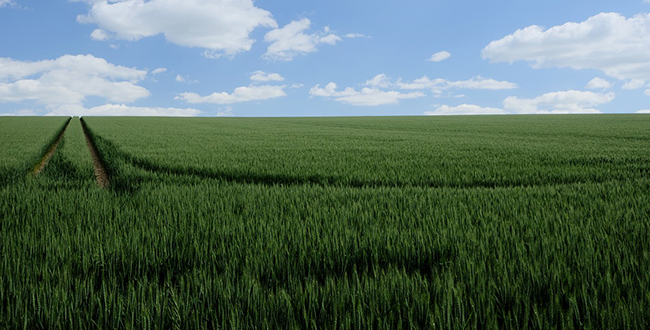 pšenica-polje