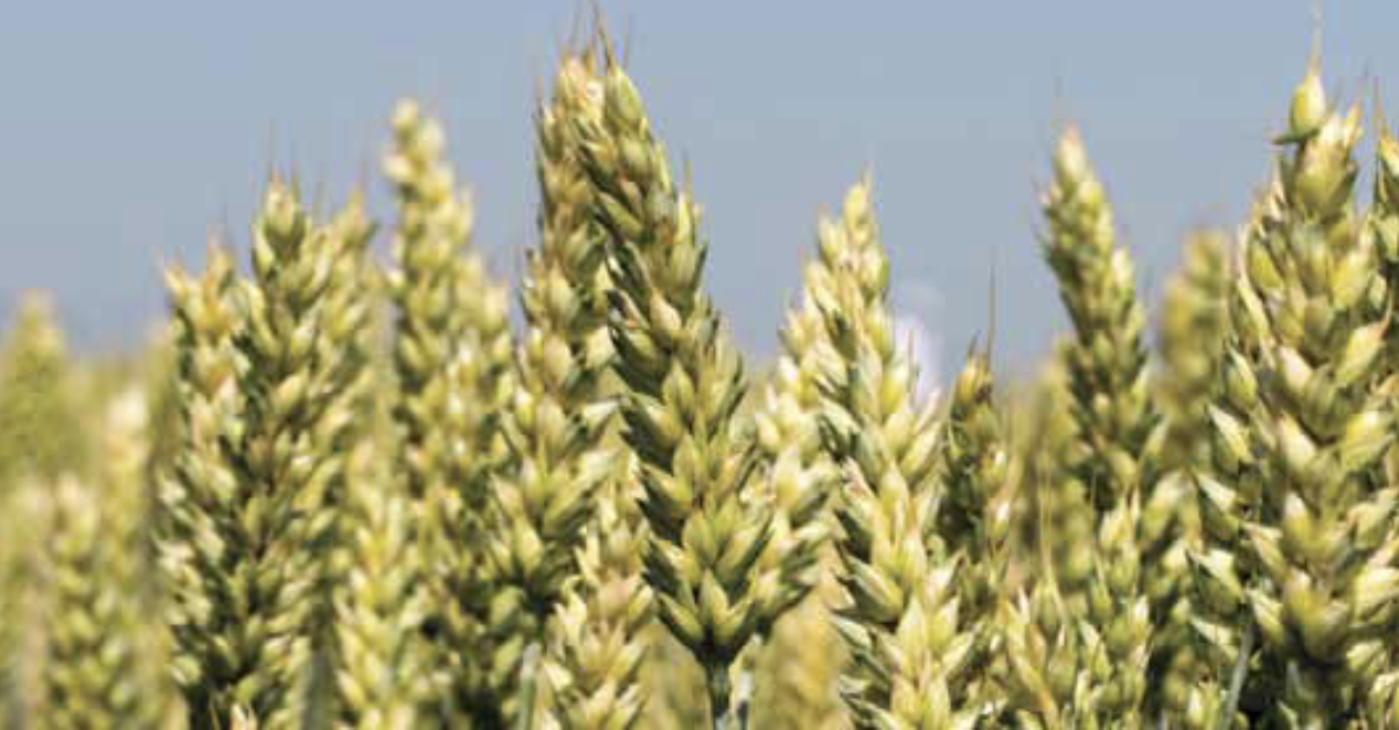 Yetti - Ozima pšenica