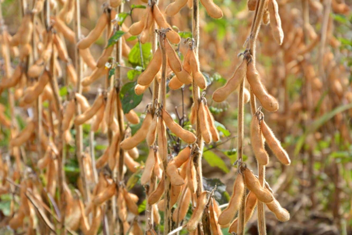 ES MEDIATOR- soybean