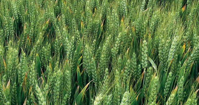 ORMESSON pšenica