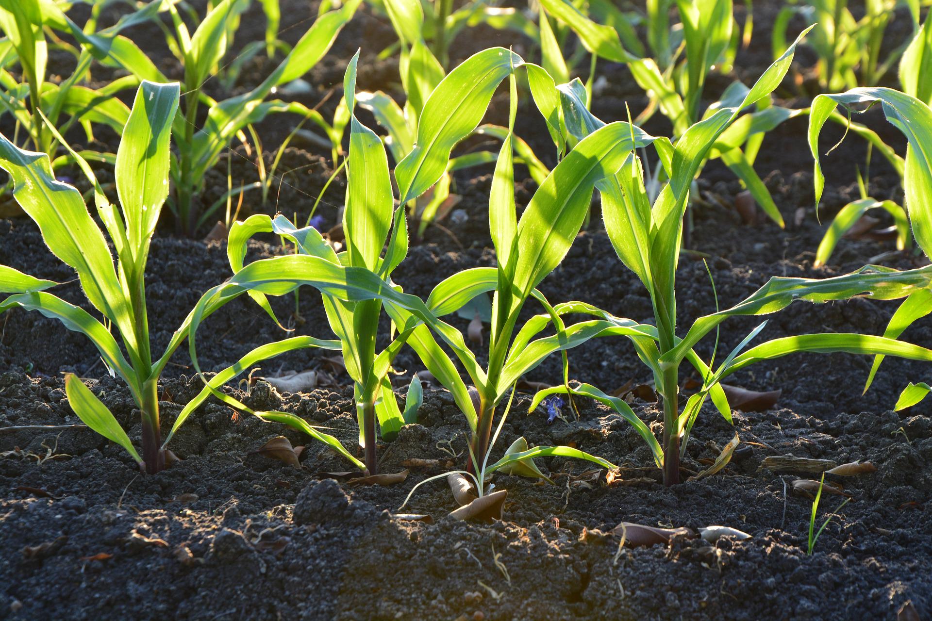 corn-g0878e6e36_1920 corn-g0878e6e36_1920