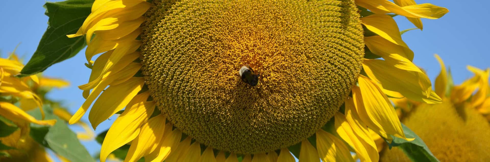 ES AROMATIC SU - sunflower