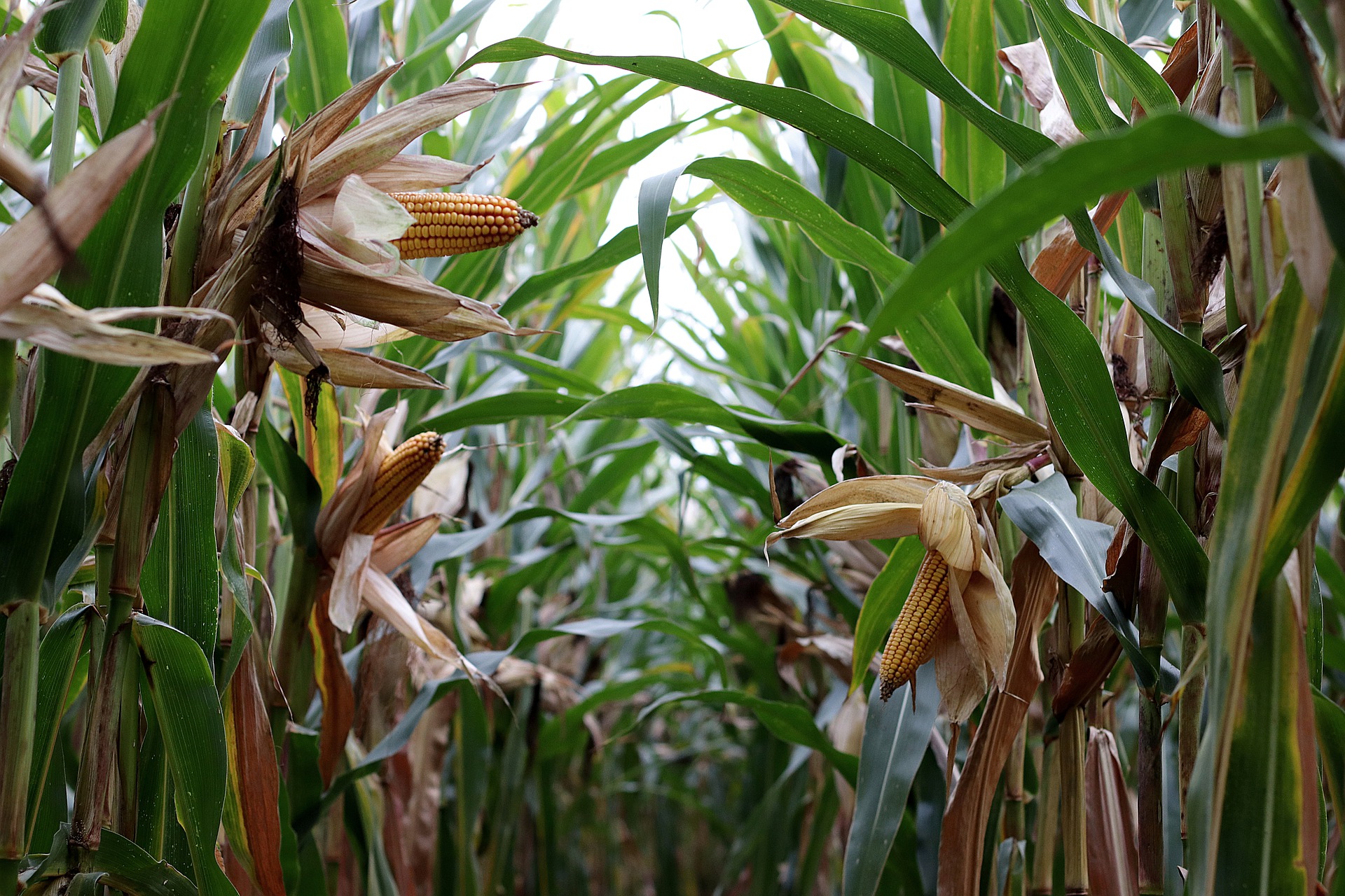 corn-on-the-cob-gc2b8acddc_1920 corn-on-the-cob-gc2b8acddc_1920