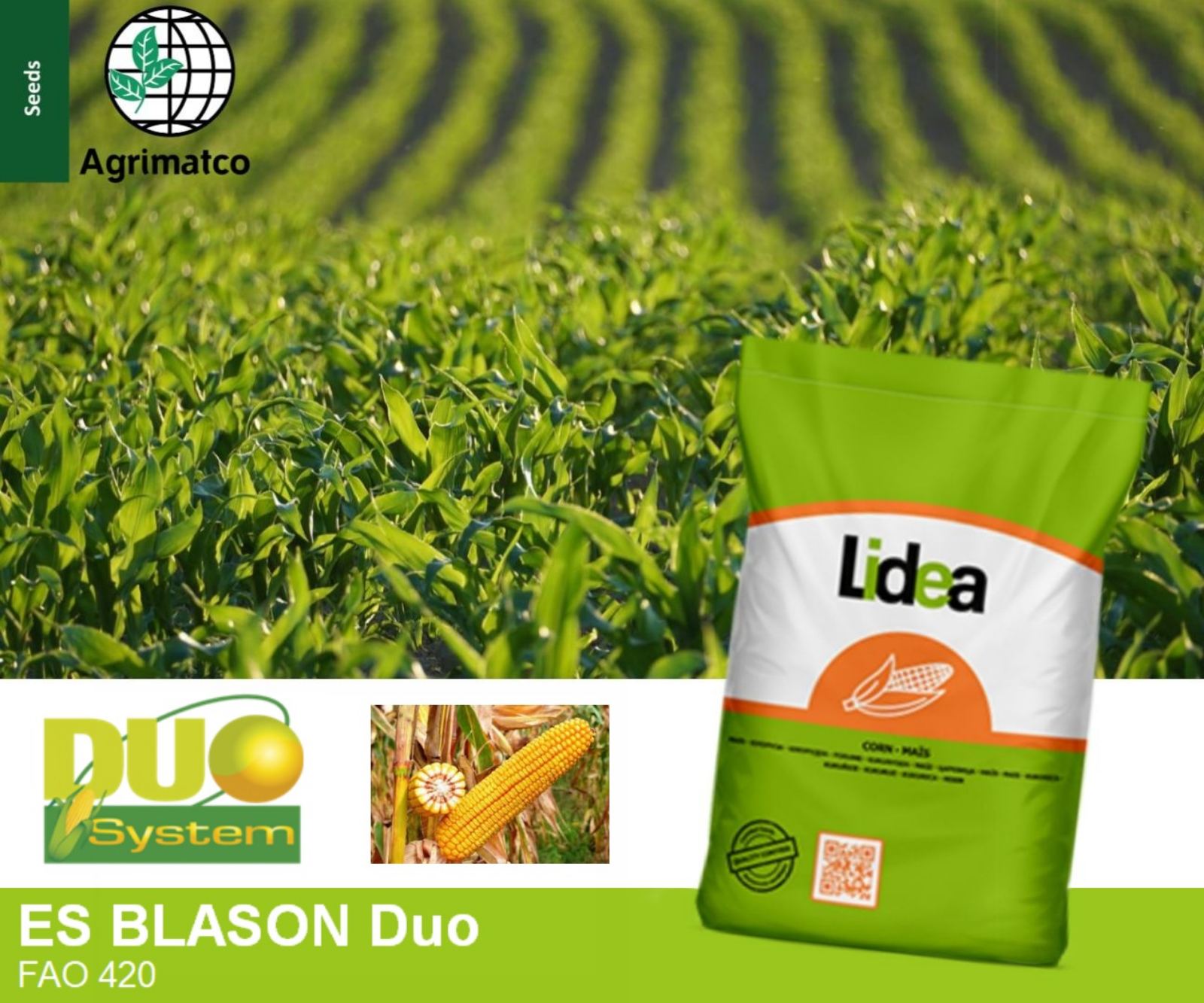 ES BLASON DUO-maize hybrid 